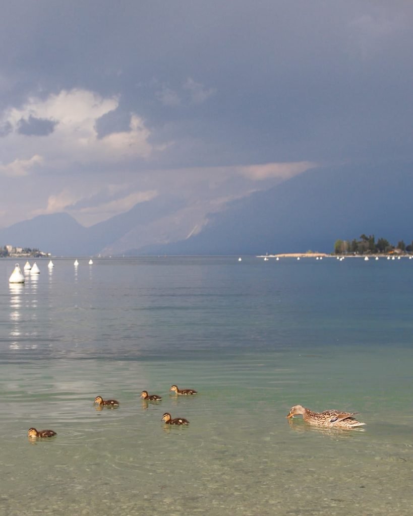 paperelle al lago di Garda