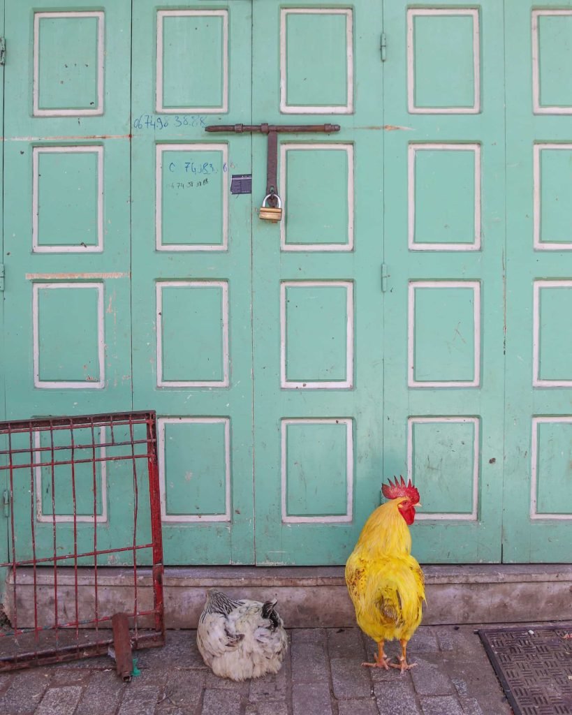 Polli nella Medina di Rabat