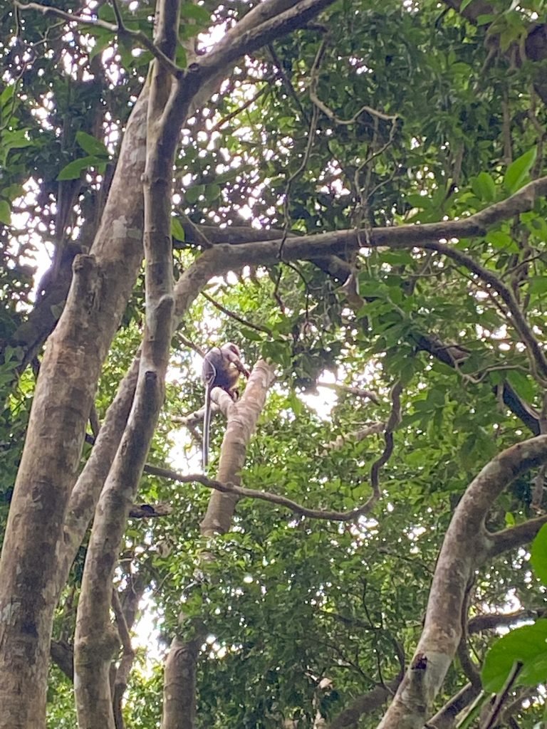scimmie nella foresta in malesia