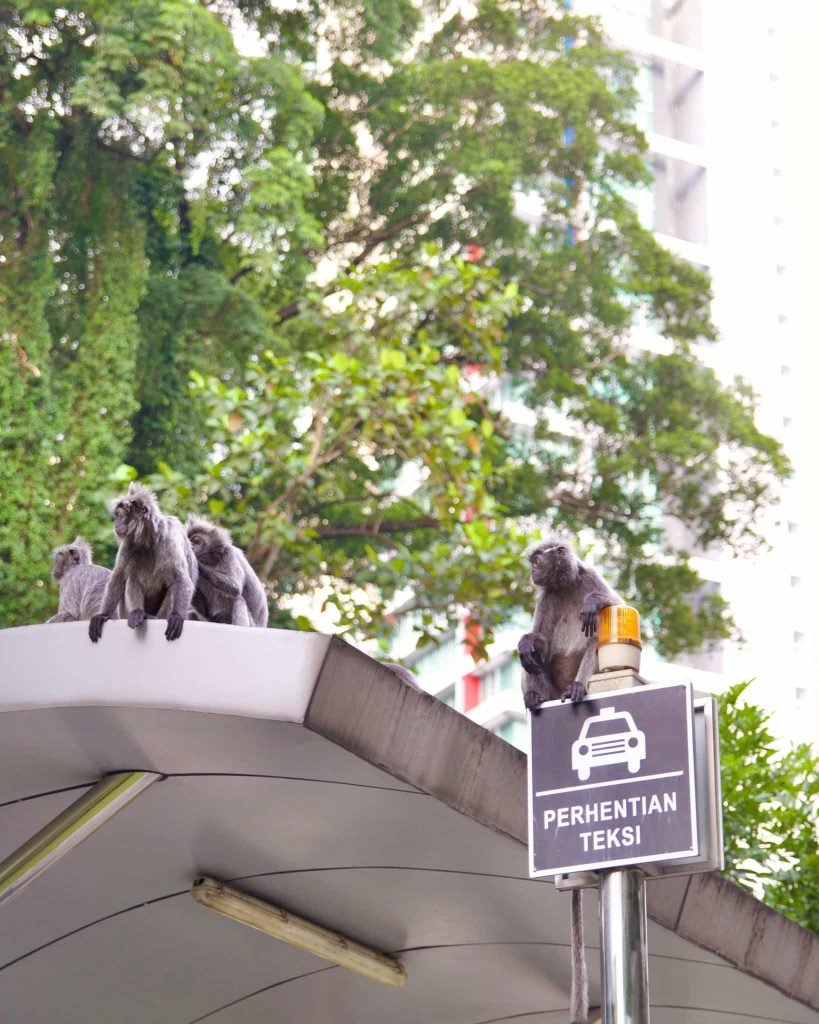 scimmie in malesia