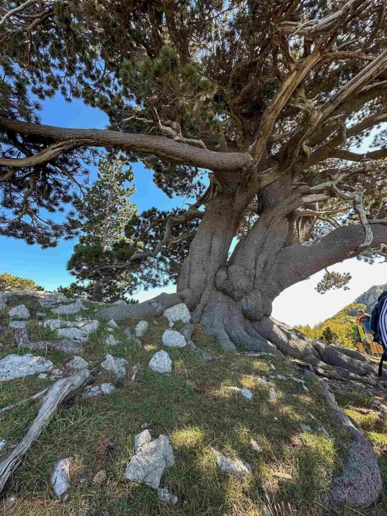 il pino loricato in Basilicata, durante il trekking Serra di Crispo