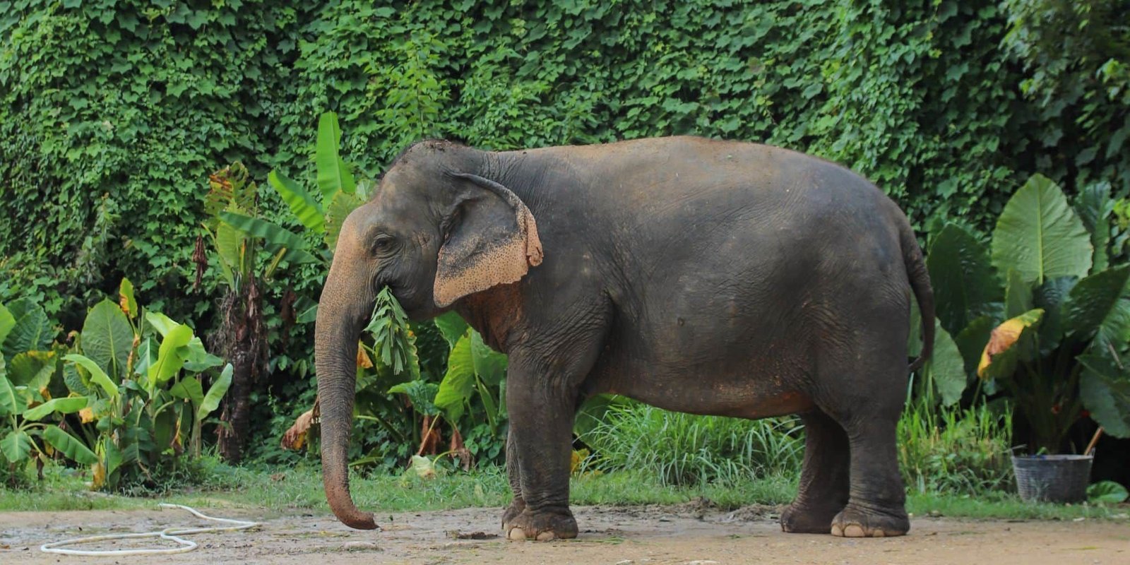 santuario etico degli elefanti a Phuket