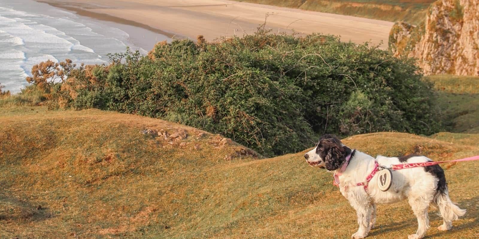 in viaggio con Nanà, pet friendly