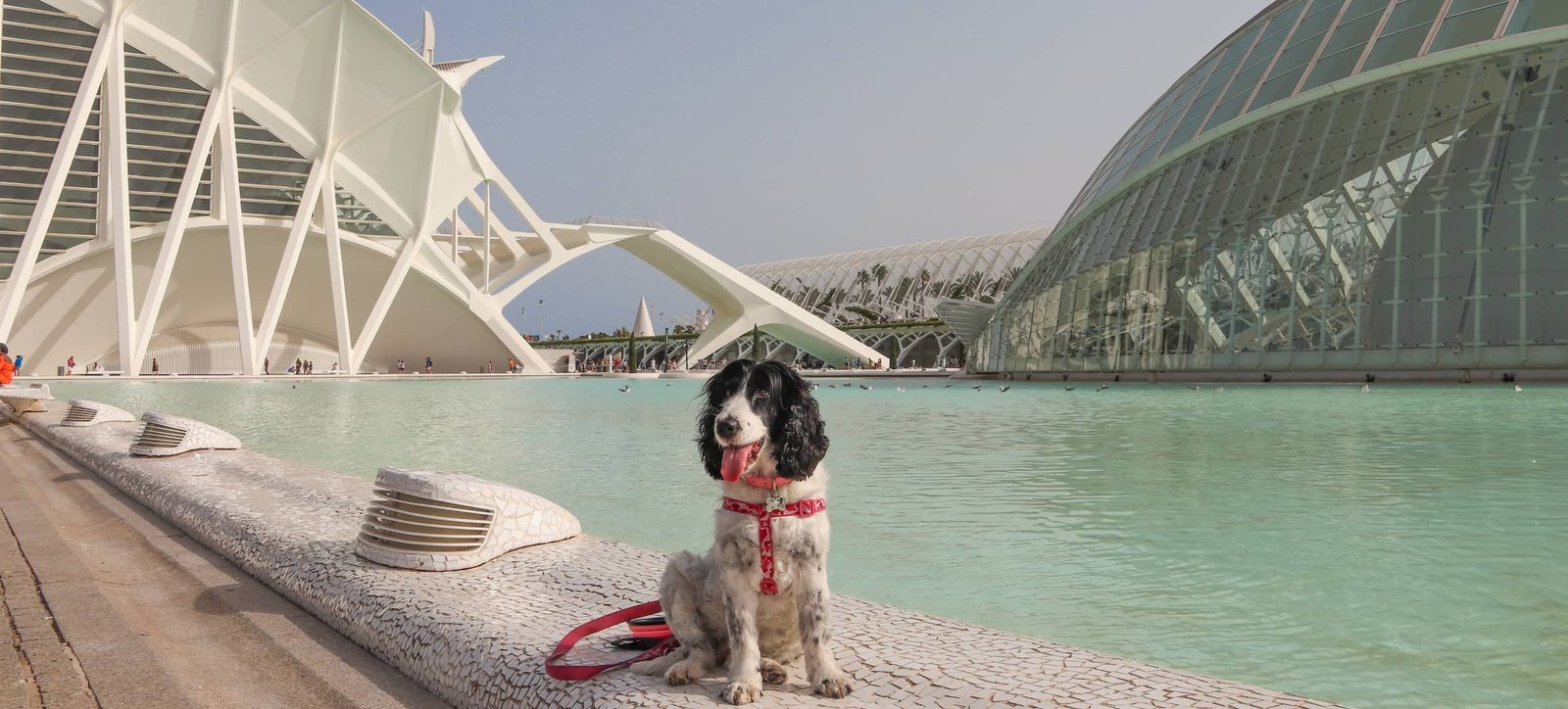 Nanà a Valencia, la valigia del tuo cane