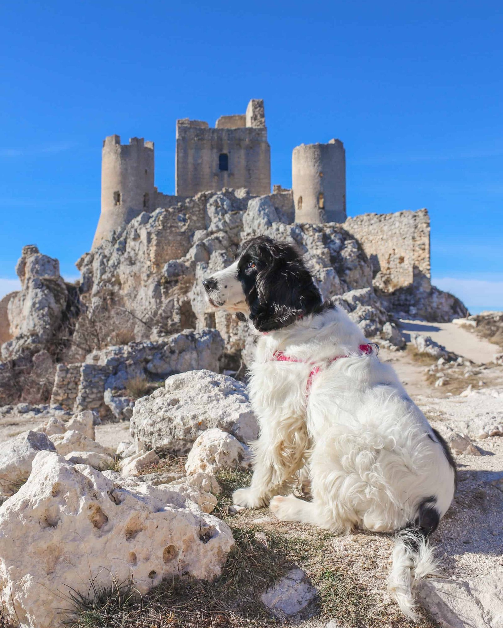 Rocca Calascio e cane