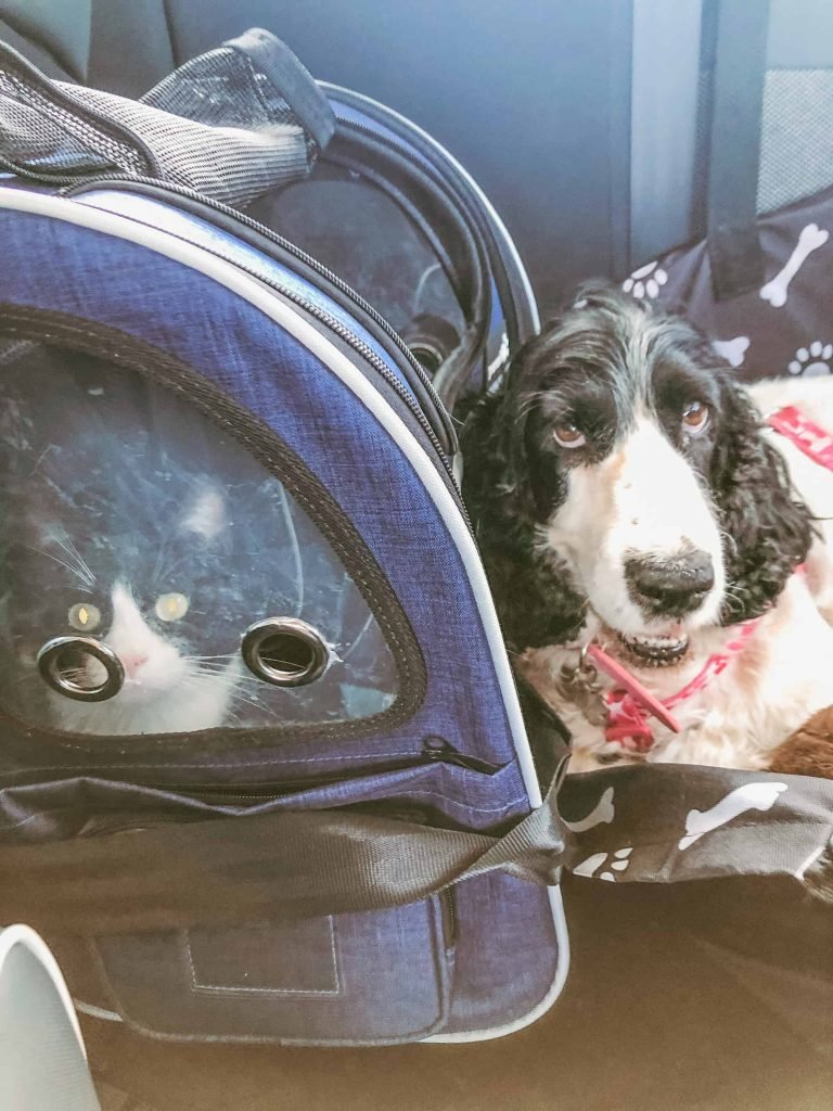 Nanà e Lilo in macchina viaggio Pet Friendly