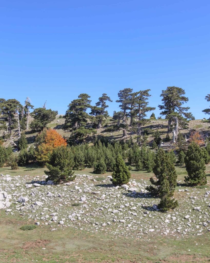 il pino loricato in Basilicata, simbolo del Parco Nazionale del Pollino