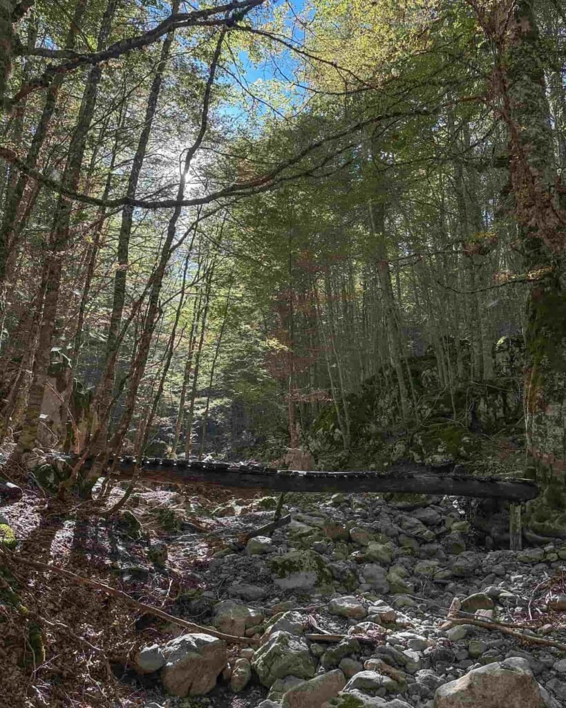 nel bosco del Parco Nazionale di Serra Crispo