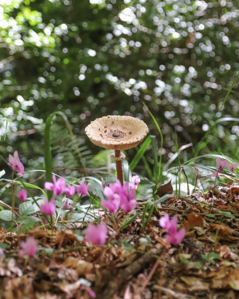 Funghi nel bosco di Magnano, Basilicata